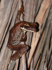 Osteocephalus planiceps