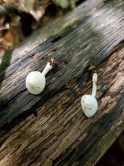 Pluteus tomentosulus