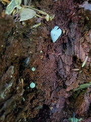 Pluteus tomentosulus