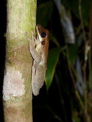 Osteocephalus planiceps