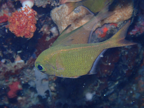 Pempheris schwenkii observed 2025-04-05