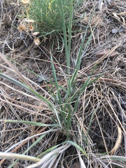 Elymus elymoides elymoides