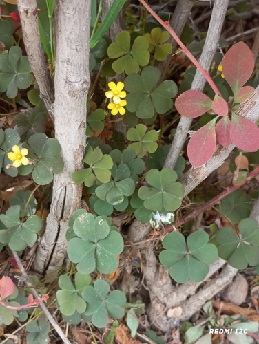Creeping Woodsorrel