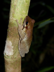 Osteocephalus planiceps
