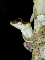 Osteocephalus planiceps