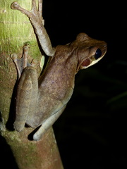 Osteocephalus planiceps