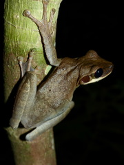 Osteocephalus planiceps