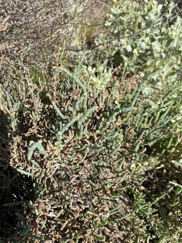 iNaturalist observation photo of pickleweeds