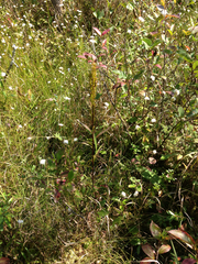 Solidago uliginosa