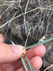 Elymus elymoides elymoides