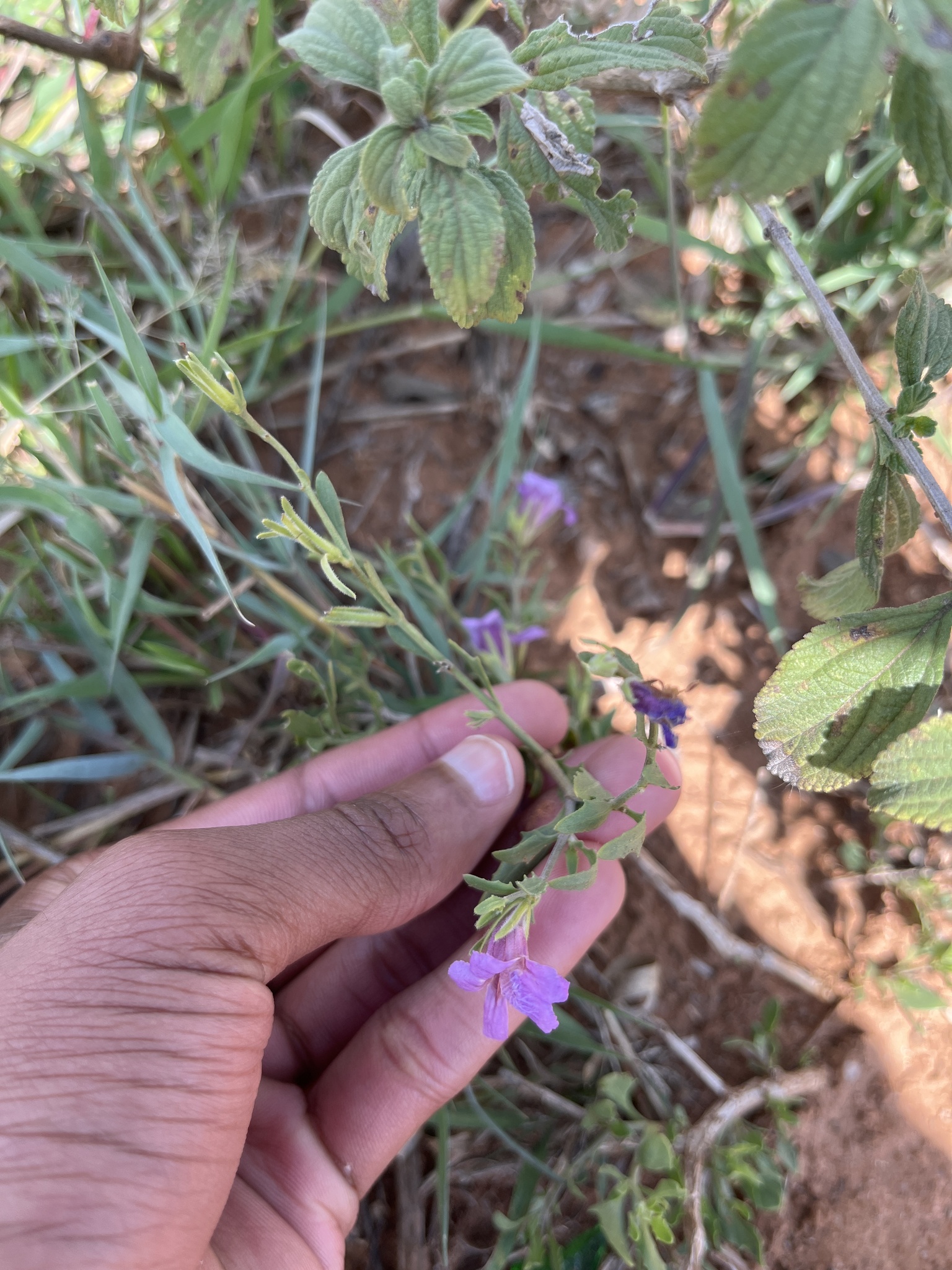 Asystasia atriplicifolia