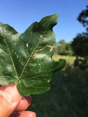 Stigmella aceris