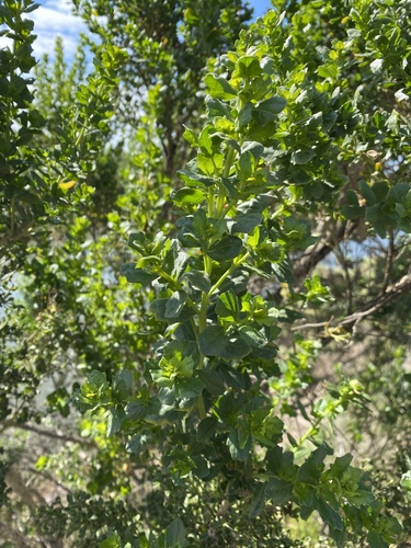 iNaturalist observation photo of coyote brush