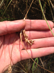 Carex tuckermanii
