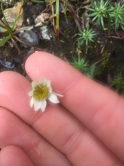 Chrysanthemum integrifolium