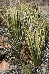 Agave schottii schottii