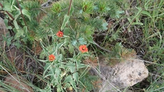 Zinnia peruviana