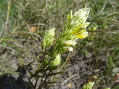Melampyrum argyrocomum