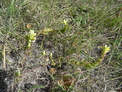Melampyrum argyrocomum