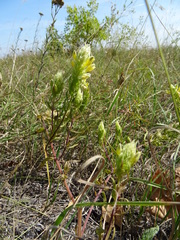 Melampyrum argyrocomum