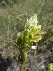 Melampyrum argyrocomum