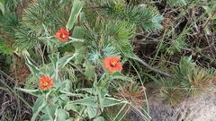 Zinnia peruviana
