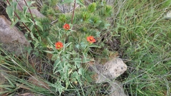 Zinnia peruviana