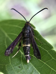 Carmenta pyralidiformis