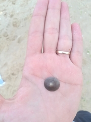 Calyptraea chinensis