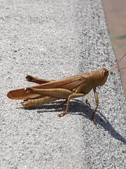 Schistocerca rubiginosa