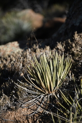 Agave schottii schottii