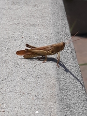 Schistocerca rubiginosa