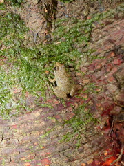 Leptodactylus leptodactyloides