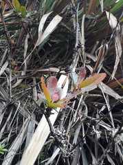 Berberis pichinchensis