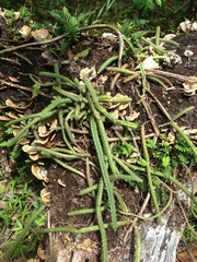 Selenicereus spinulosus