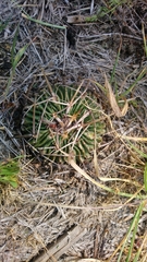 Echinofossulocactus crispatus