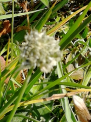 Allium strictum
