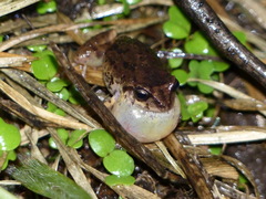 Pristimantis unistrigatus