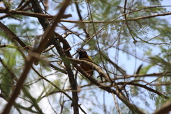 Ploceus jacksoni