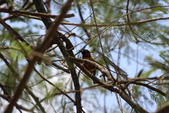 Ploceus jacksoni