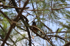 Ploceus jacksoni