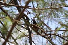 Ploceus jacksoni