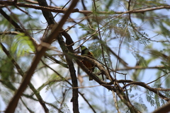 Ploceus jacksoni