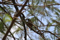 Ploceus jacksoni