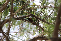 Ploceus jacksoni
