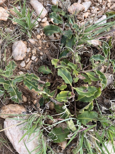 Raphionacme procumbens