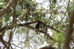 Ploceus jacksoni