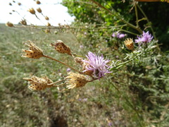 Centaurea arenaria