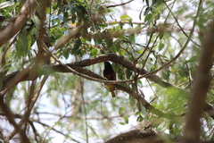 Ploceus jacksoni