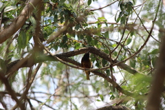 Ploceus jacksoni